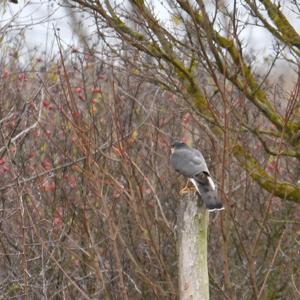 Eurasian Sparrowhawk