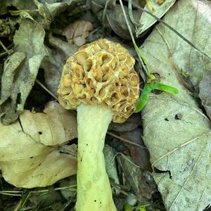 Yellow Morel