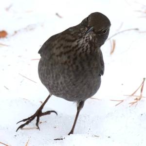 Eurasian Blackbird