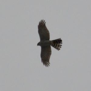 Eurasian Sparrowhawk