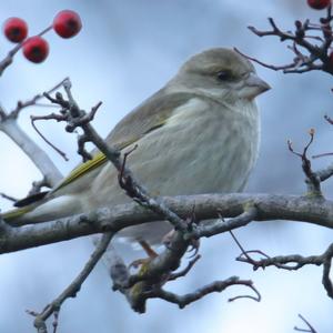 European Greenfinch