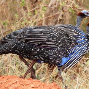 Vulturine Guineafowl