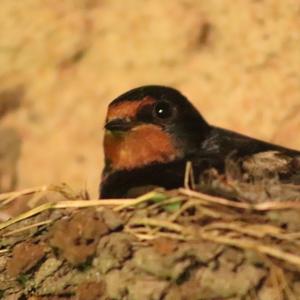 Barn Swallow