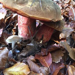 Dotted-stem Bolete