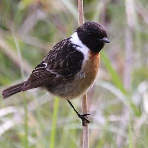 European stonechat