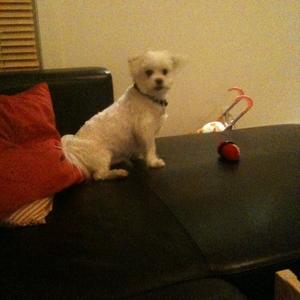 Unknown Breed