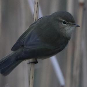 Common Chiffchaff