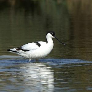 Pied Avocet