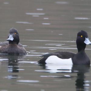 Tufted Duck