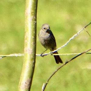 Black Redstart