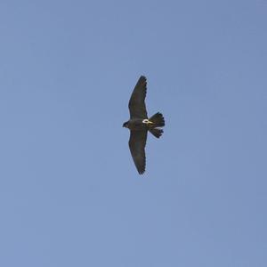 Peregrine Falcon