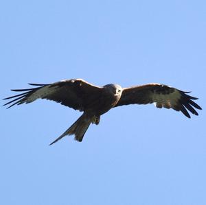 Red Kite