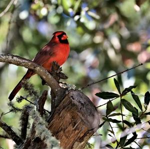 Northern Cardinal