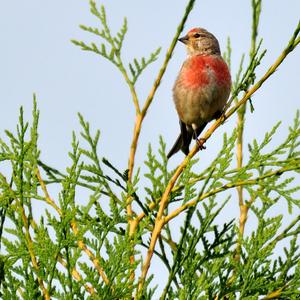 Eurasian Linnet