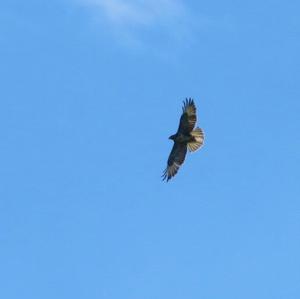 Common Buzzard