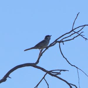 Sardinian Warbler