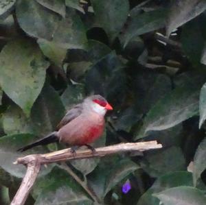 Common Waxbill