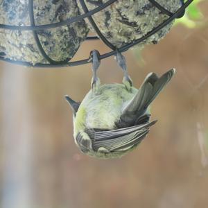 Great Tit