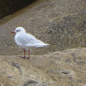 Mediterranean Gull