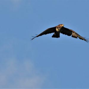 Common Buzzard