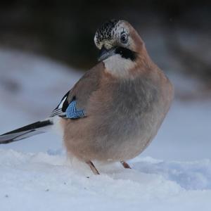 Eurasian Jay