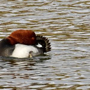 Common Pochard