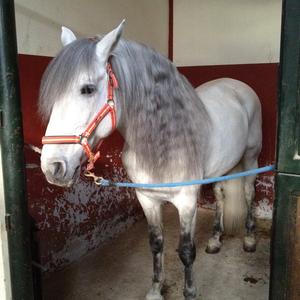 Andalusian Horse