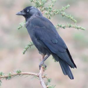 Eurasian Jackdaw