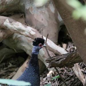 Crested Guineafowl