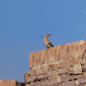 Eurasian Hoopoe