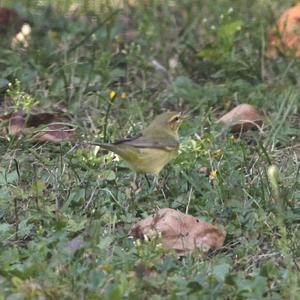 Common Chiffchaff