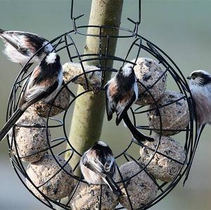 Long-tailed Tit