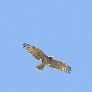 Common Buzzard