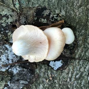 Oyster Mushroom