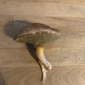 Jersey Cow Bolete