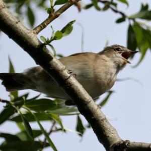 Garden Warbler