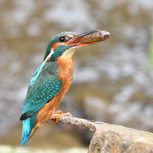 Common Kingfisher