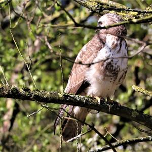 Mäusebussard