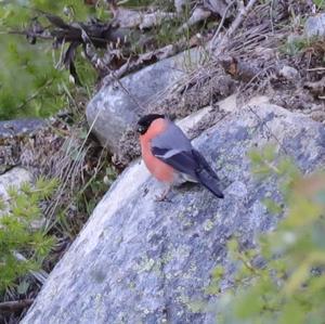 Eurasian Bullfinch