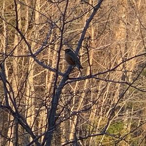 American Robin