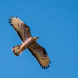 European Honey-buzzard