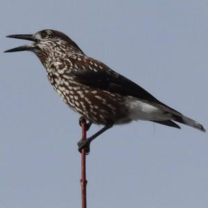 Spotted Nutcracker