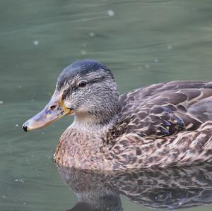 Mallard