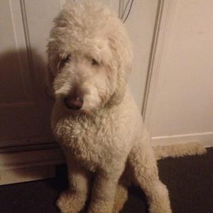 Unknown Breed
