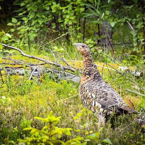 Western Capercaillie