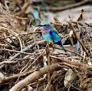 Lilac-breasted Roller