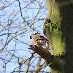 Common Buzzard