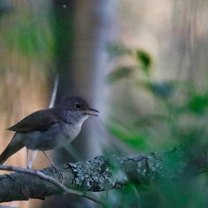 Common Nightingale