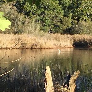 Great Egret