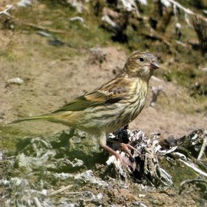 European Serin